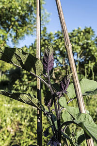 Close-up of plants growing on field against sky