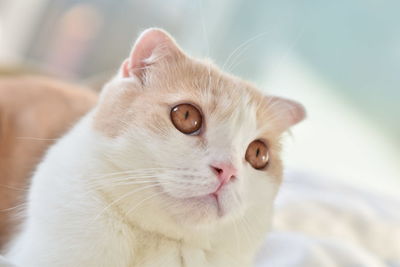 Close-up portrait of a cat