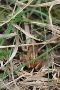 Close-up of dry leaves on field