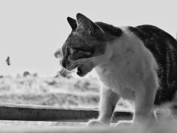 Close-up of a cat