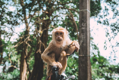 Low angle view of monkey sitting on tree