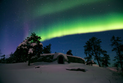 Trees against sky at night during winter