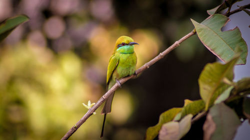 Bird perching on a branch