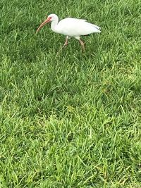 Bird in a field