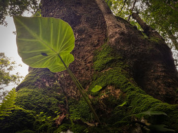 Low angle view of moss on tree trunk