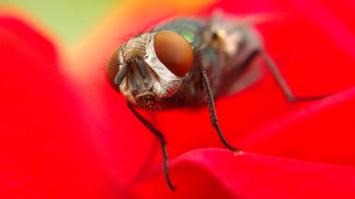 Close-up of housefly on red rose