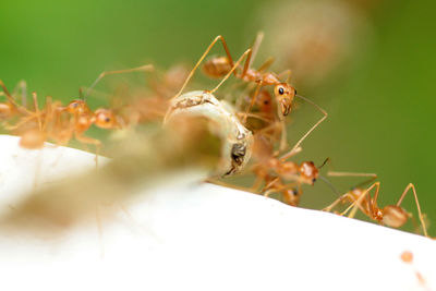 Close-up of spider on plant