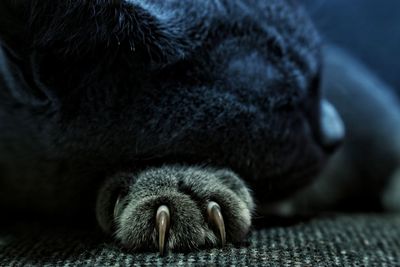 Close-up of a dog