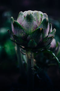 Close-up of purple flower bud