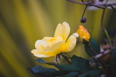 Close-up of yellow flower blooming