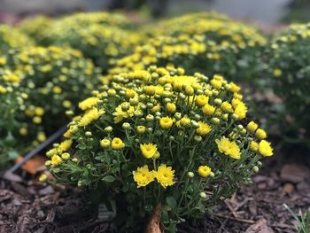 Close-up of yellow flowering plant