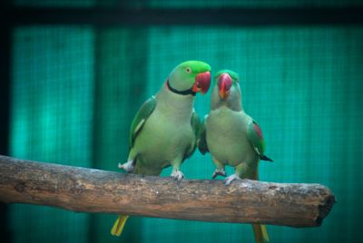 Close-up of birds perching outdoors