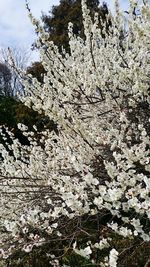 White flowers blooming on tree