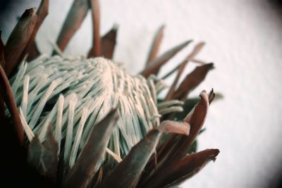 Close-up of rope against wall