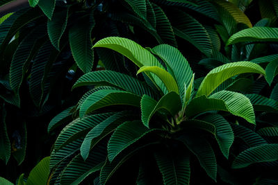 Full frame shot of green leaves