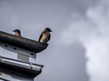 Low angle view of birds perching against sky