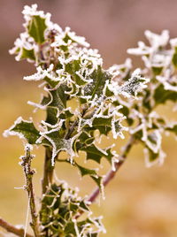 Close-up of frozen plant during winter