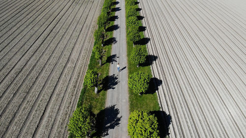 High angle view of plants growing by street in city