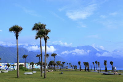 Palm trees on field against sky