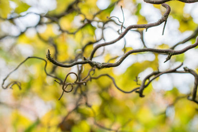 Low angle view of tree against sky