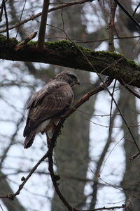 Close-up of bird perching on branch