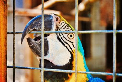 Close-up of goat in cage