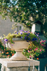 Close-up of flowering plants in park