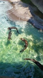 High angle view of fish swimming in sea