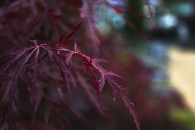 Close-up of leaves against blurred background