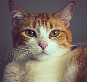 Close-up portrait of a cat