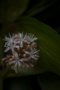 Close-up of flowers