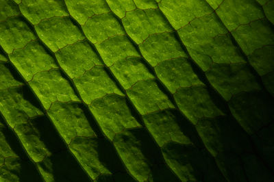 Full frame shot of leaf