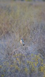 Bird perching on branch