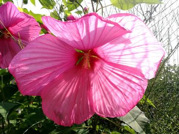 Close-up of pink flower blooming outdoors