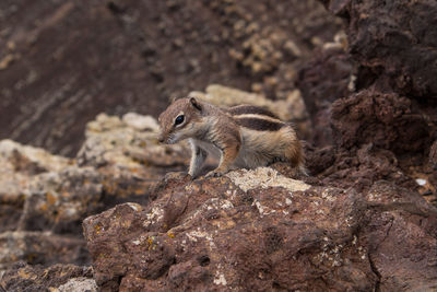 Squirrel sitting on rock