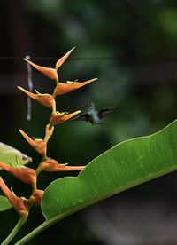 Close-up of grasshopper on flowering plant