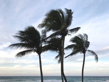 Coconut palm tree on beach against sky