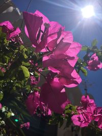 Low angle view of pink bougainvillea blooming against sky