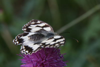 Melanargia galathea