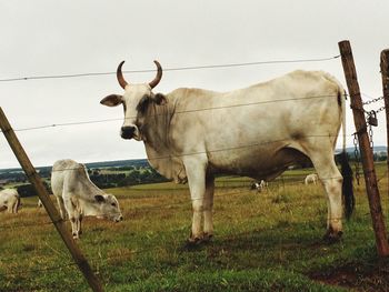 Cows standing on field against sky