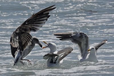 Seagulls attack each other with their beaks while floating on the oceans break of water