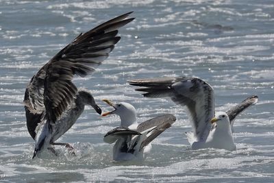 Seagulls flying over sea