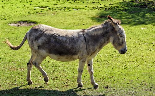 Side view of donkey on field