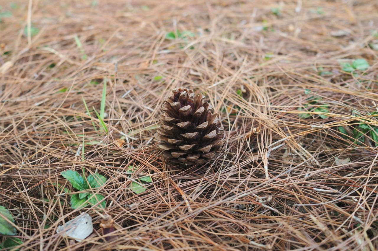 CLOSE-UP OF PINE CONES ON FIELD