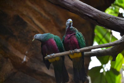 Low angle view of parrot perching on tree