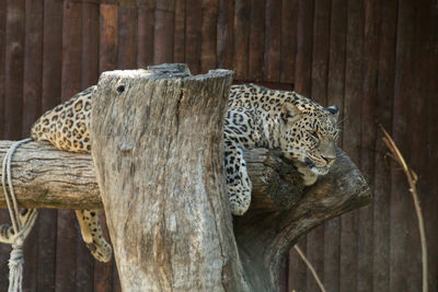 View of lizard on tree at zoo