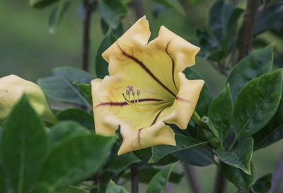 Close-up of yellow rose flower