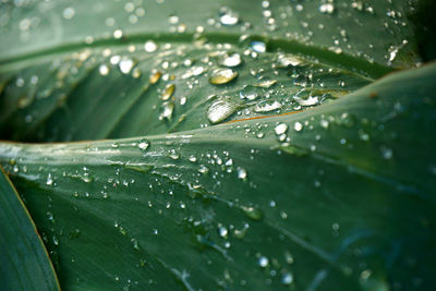 Close-up of water drops on leaves during rainy season