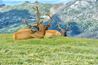 View of deer on field