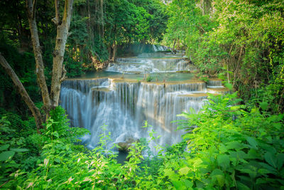 Scenic view of waterfall in forest